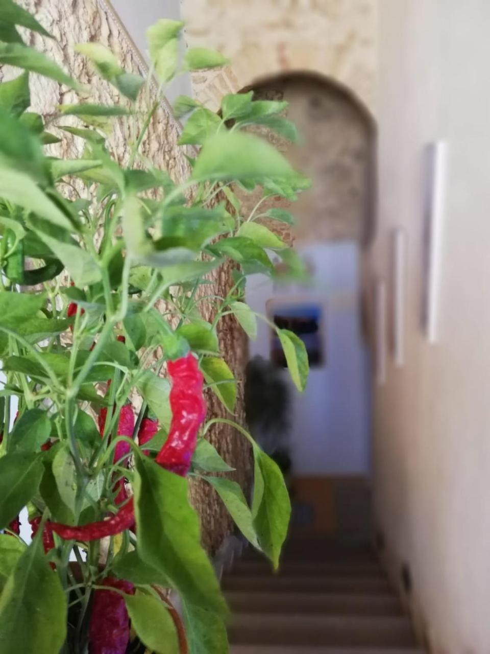 A Casa Di Alessandro Tropea Eksteriør billede